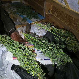 Коноплю выращивал житель борской деревни 3