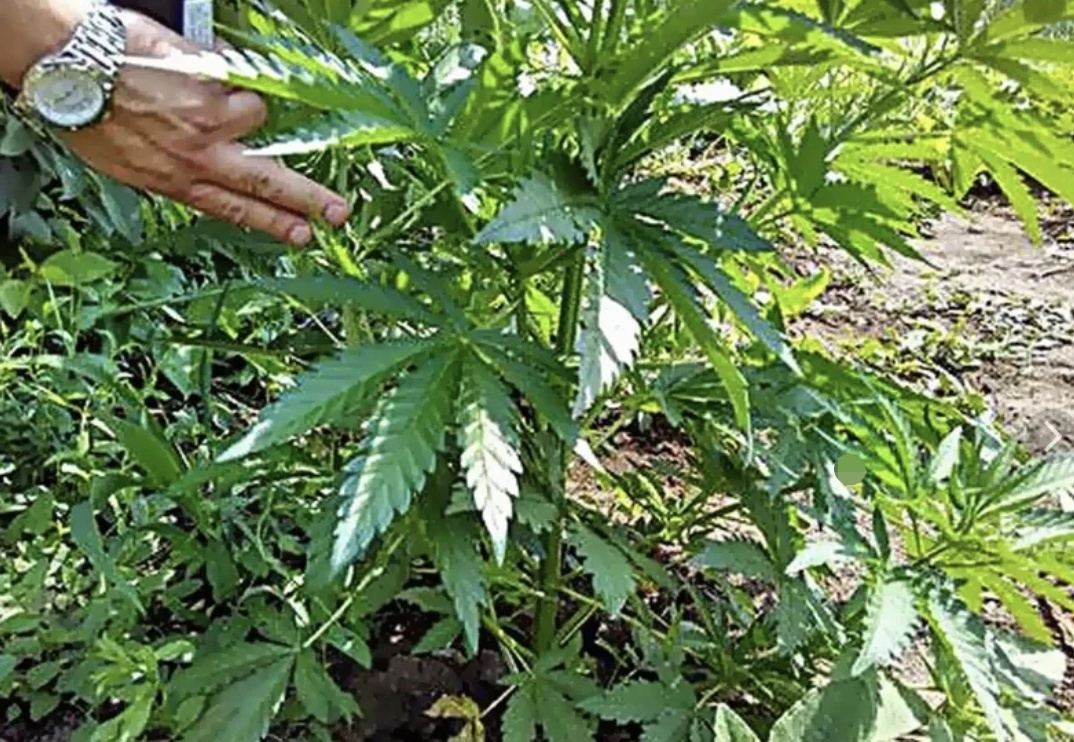 Коноплю выращивал житель борской деревни