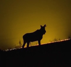 Лось пришёл посмотреть на борские теплицы