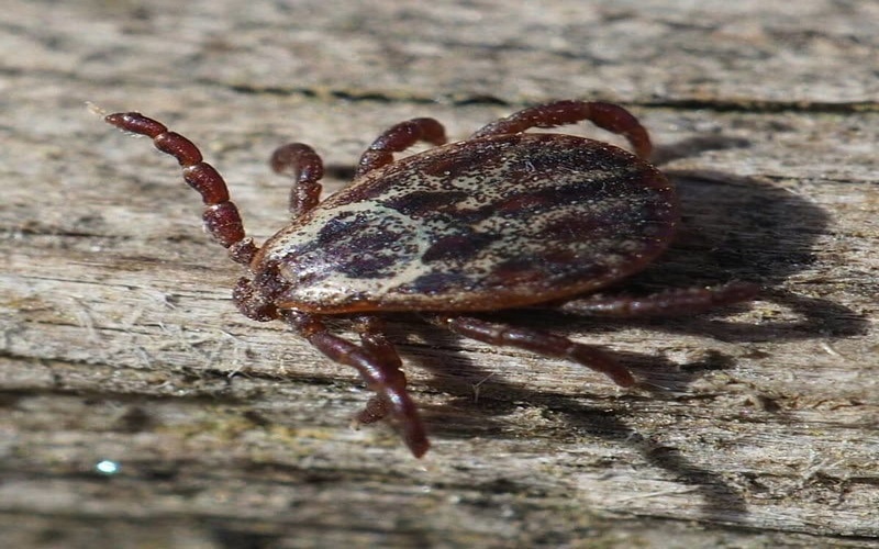 Внимание! Проснулись клещи