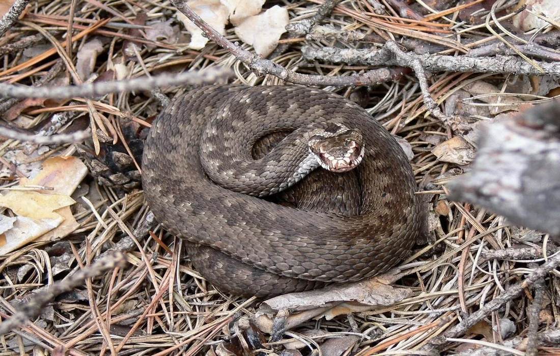 На Бору просыпаются ползучие гады