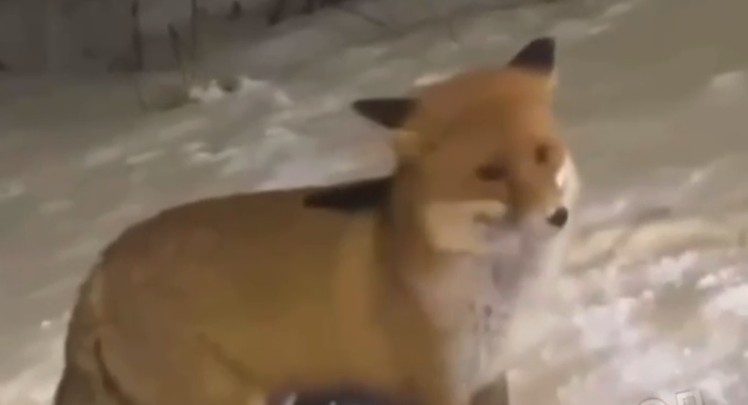 Лиса встретила борчан