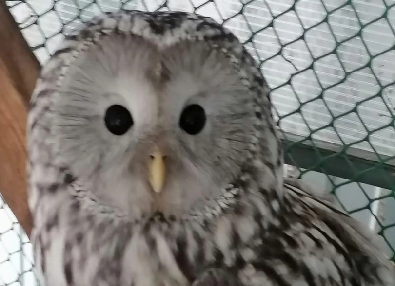 На Бору ищут птичку!