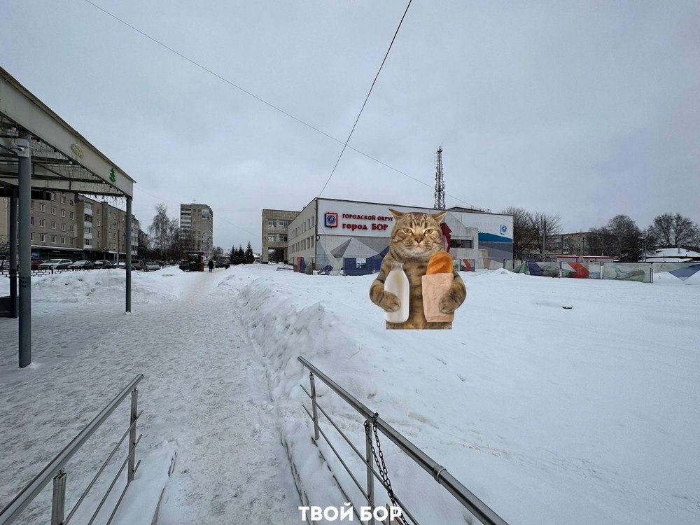 Борчане выбрали кличку главному борскому коту