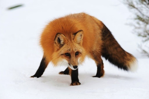 Так ли чудесны борские лисы?