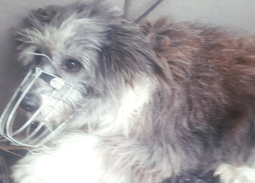 Собаке, покусавшей жителей Октябрьского, ищут хозяина