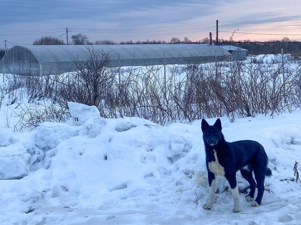 Стоит ли ужесточить правила выгула собак на Бору?