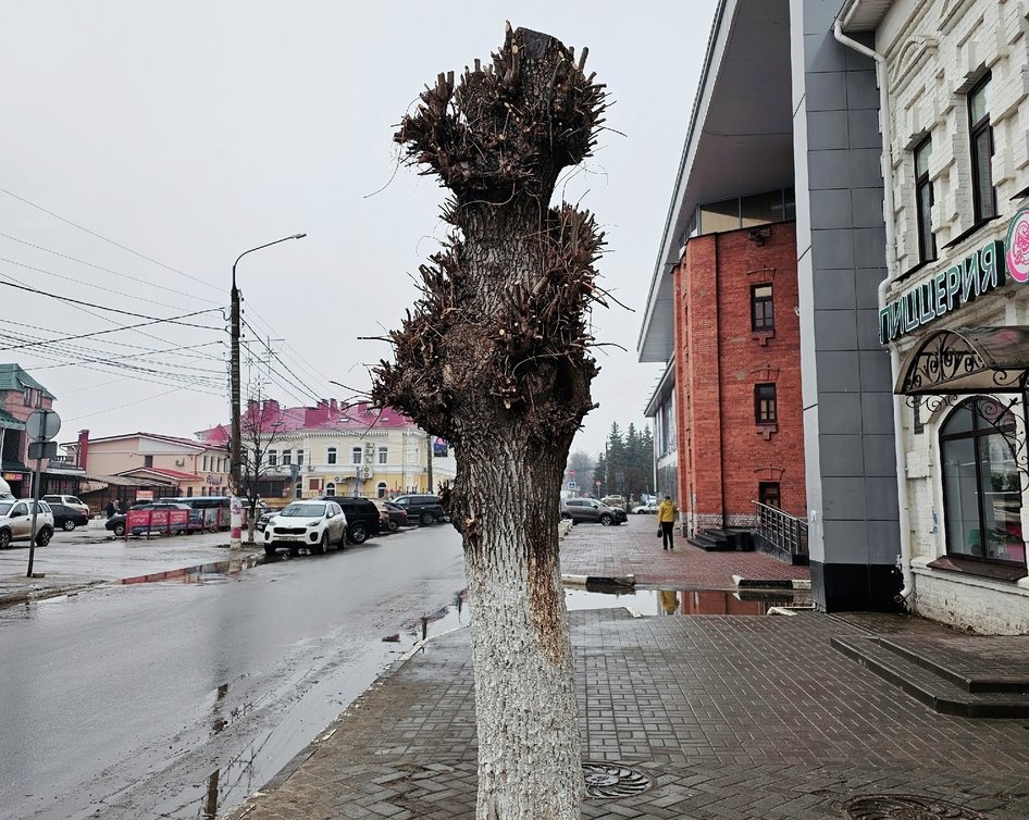 Бор похож на старый дуб из романа Толстого