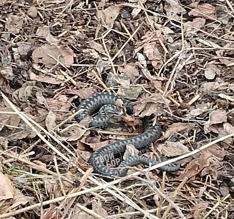 Борчан предупредили об опасности