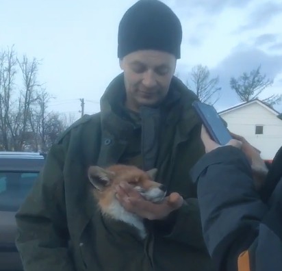 Большепикинские могильщики напоили лису водкой