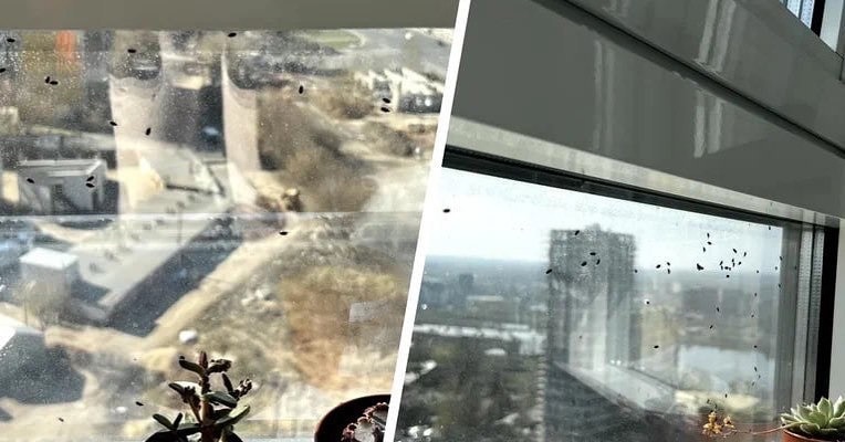 Клопы атаковали нижегородцев