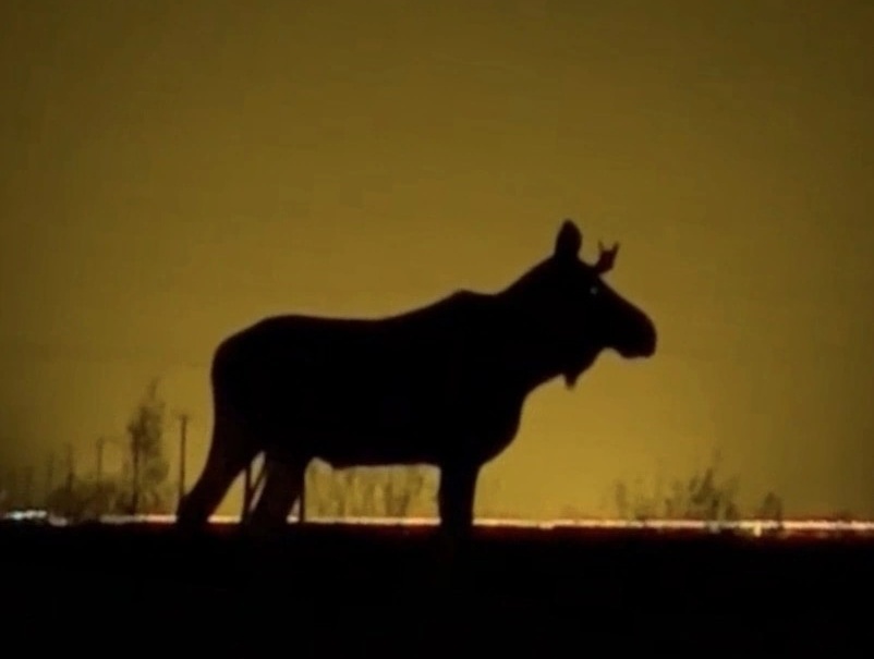 В Борском районе два лося бросились под колёса проезжавшего автомобиля