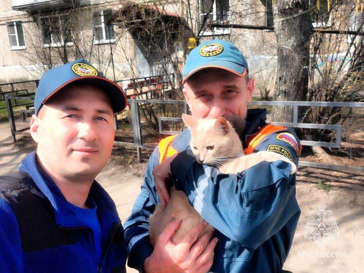 Пушистого бандита спасли сотрудники МЧС на Бору