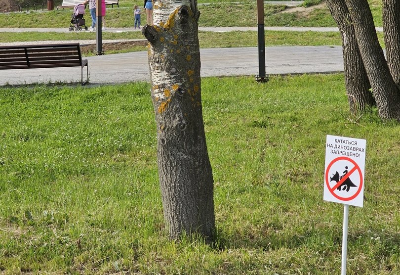 На Бору запретили кататься на динозаврах