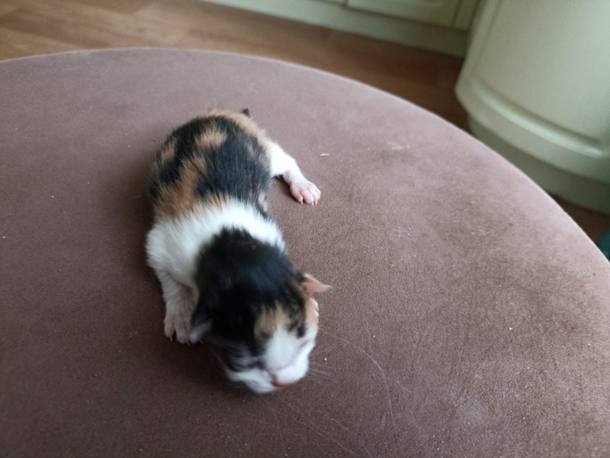 На Бору встретились человеческое бессердечие и доброта