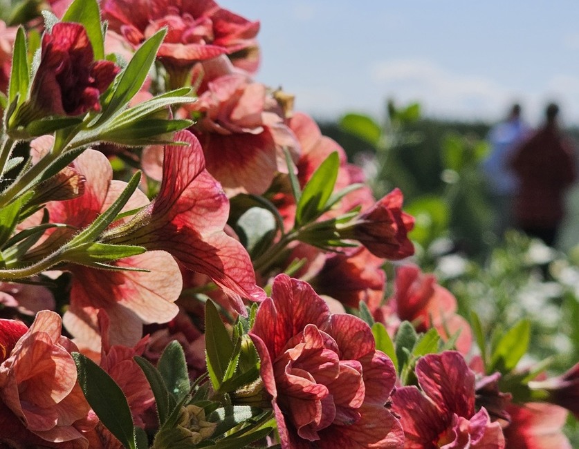 Сдержанный летний оптимизм на Бору