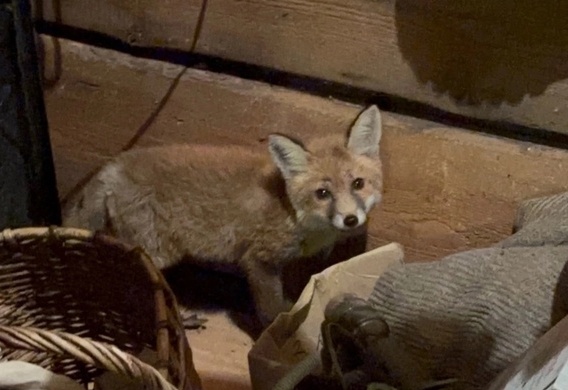 Лисенок пришёл к борчанам