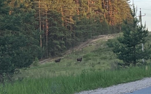 В Борском районе были замечены лоси