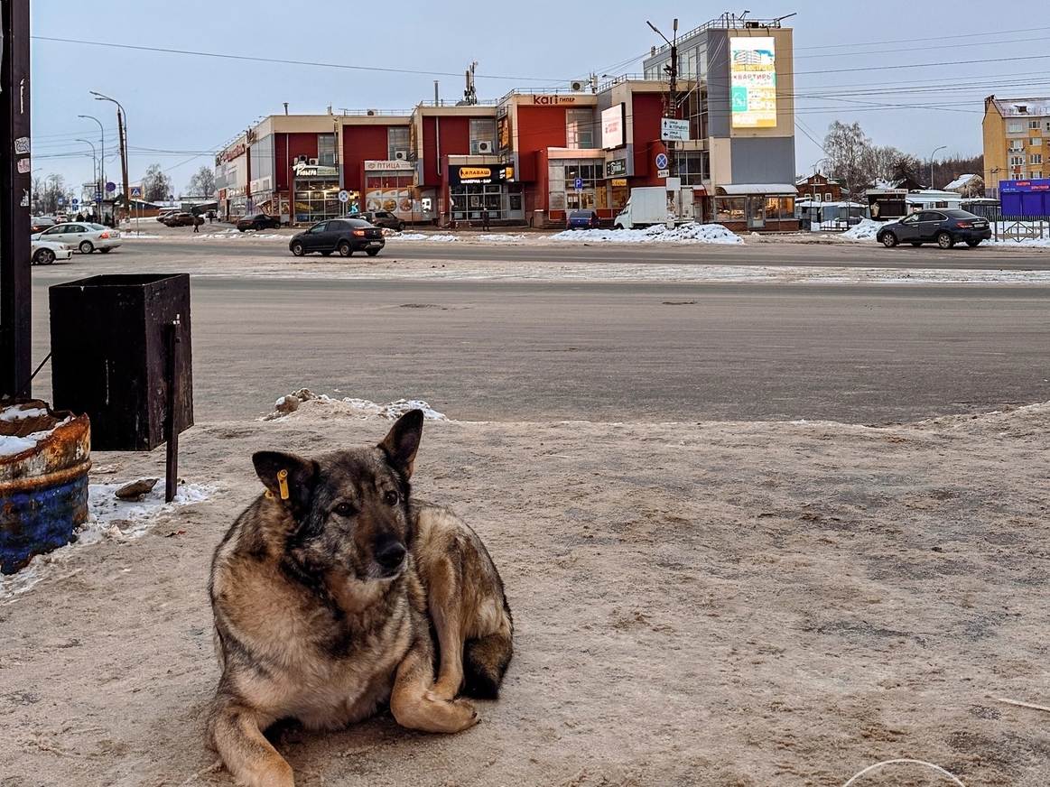 Новые штрафы грозят борчанам