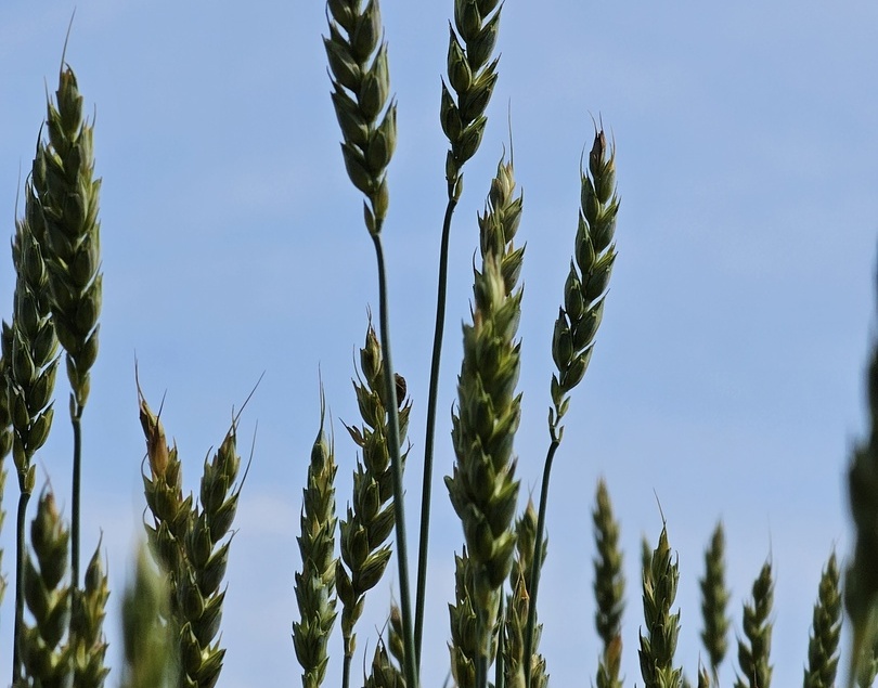 Очередная магнитная буря накрыла борскую землю