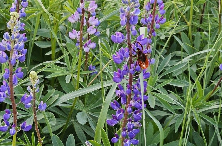 Клещи "обидели" борчан больше 300 раз