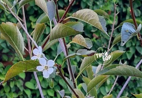 Аномалии на Бору