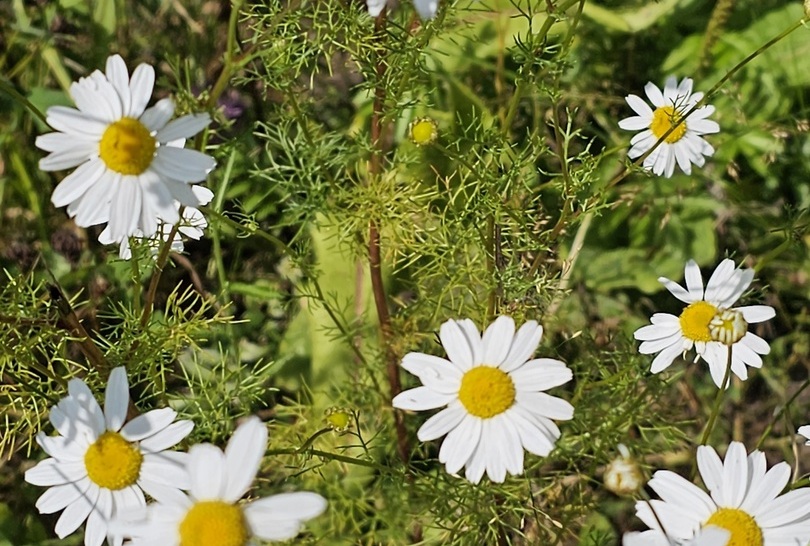Август будет тёплым в городе Бор