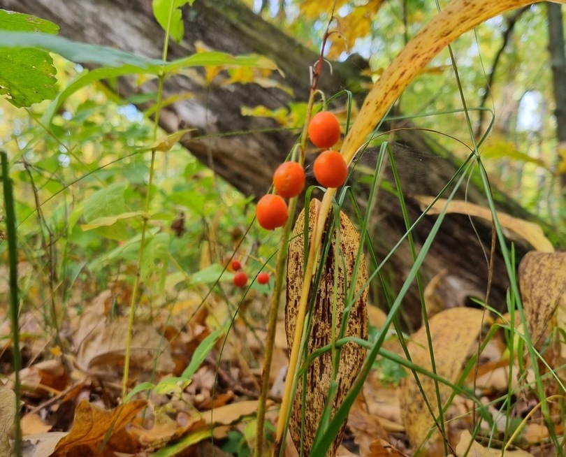 Хорошие новости про опасные болезни на Бору