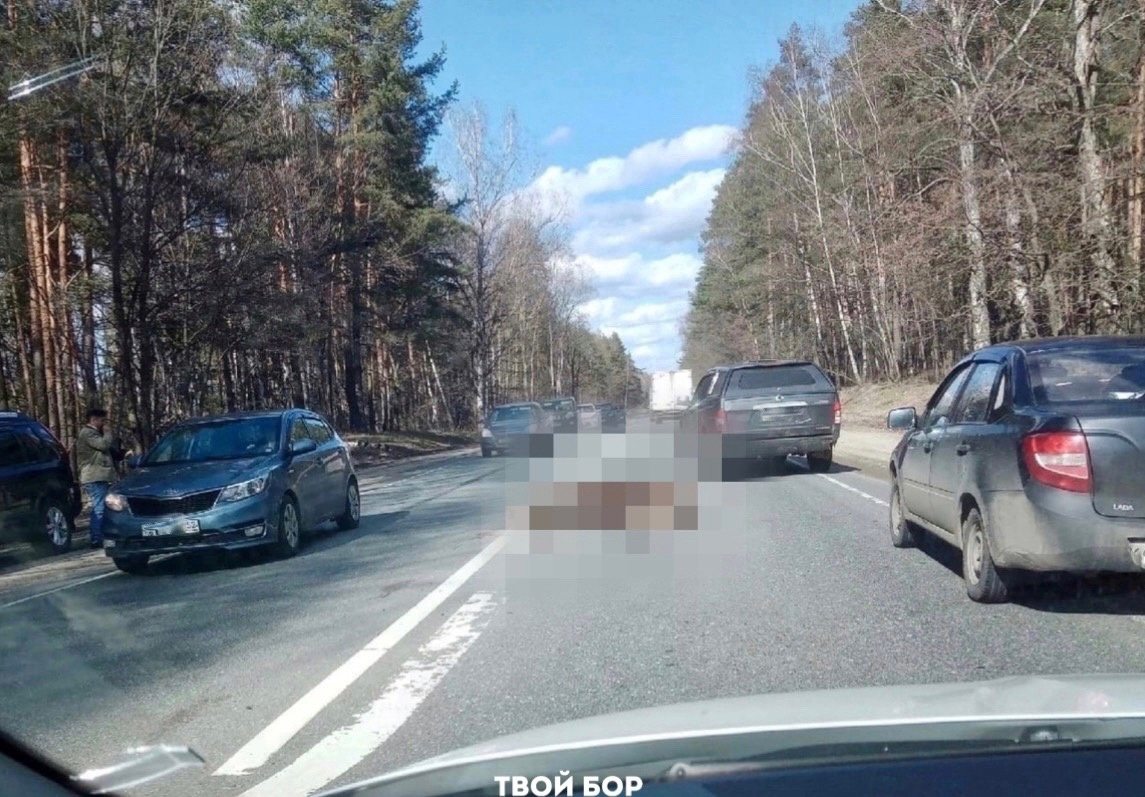 Лось стал причиной ДТП на борской дороге