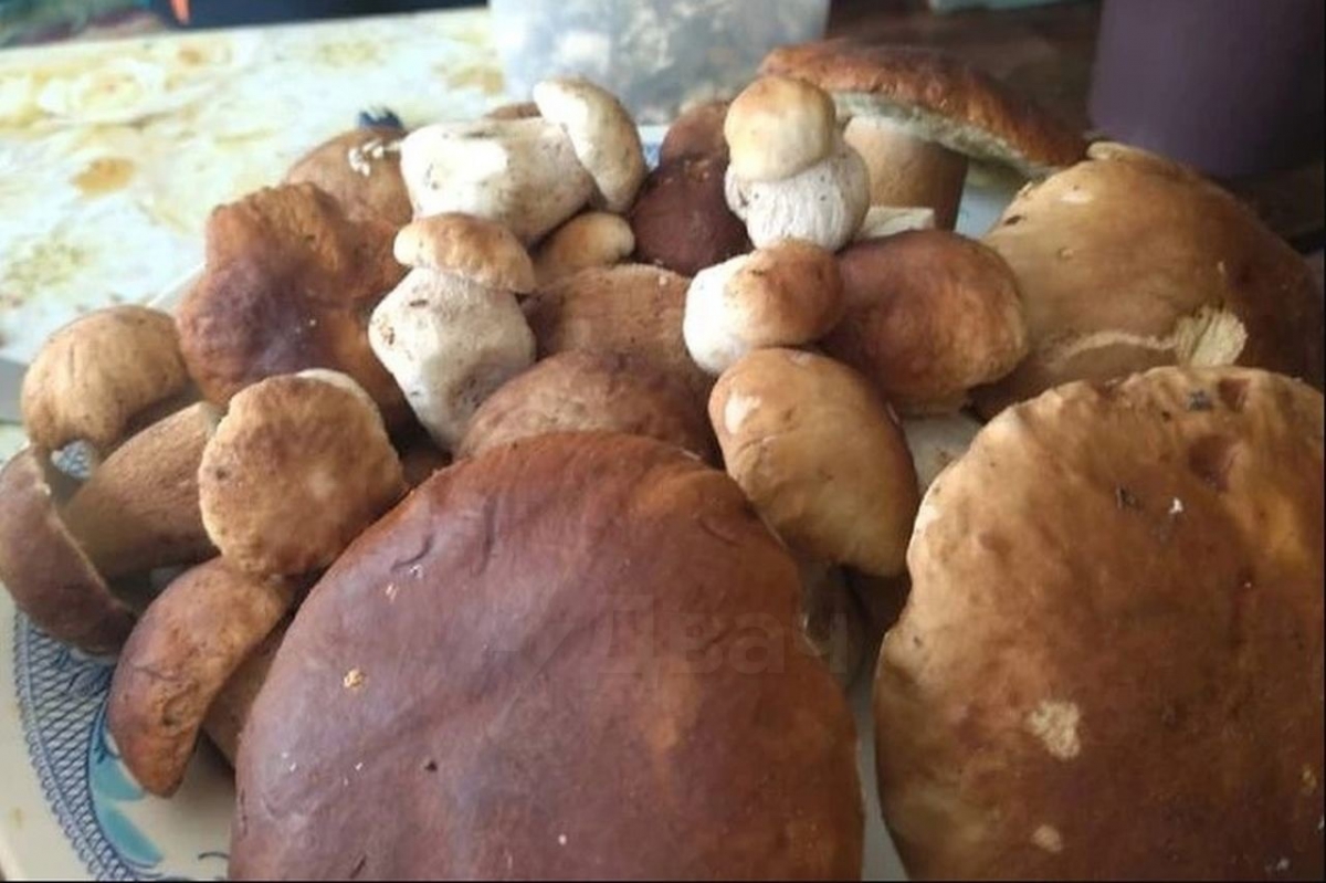 Борские грибные гиганты