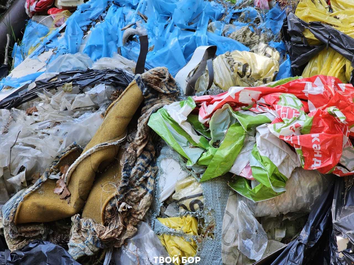 Кто же догадался сделать это в борском лесу?