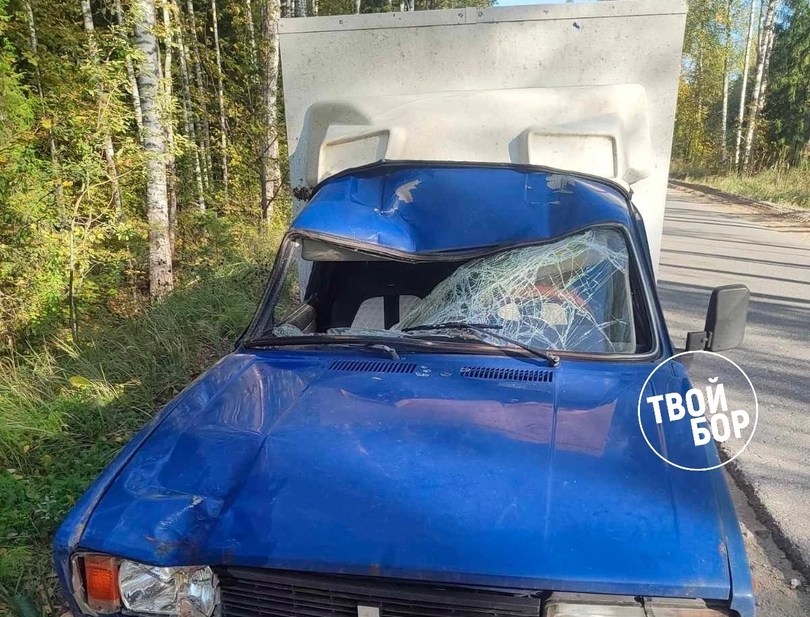 В ППК происшествие с лосем