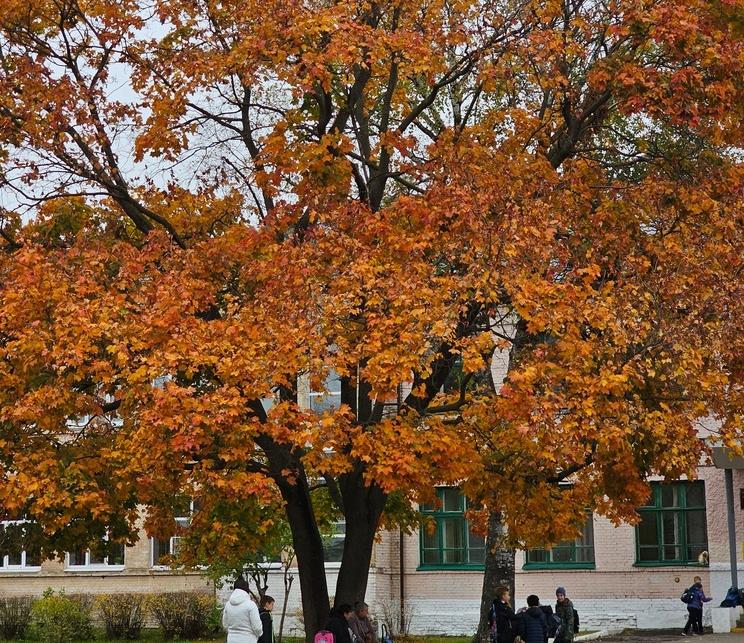 История главного борского клёна осенью 2023 года