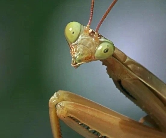 Необычные борские "зверюшки"