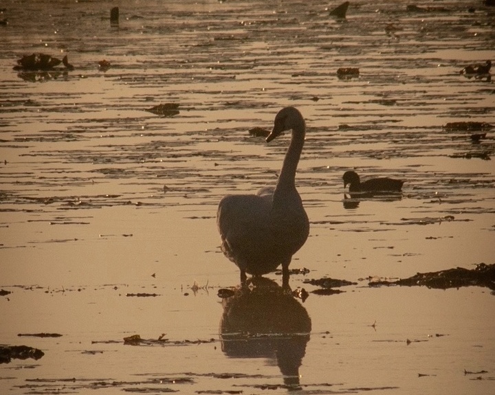 Лебедя-шипуна, застрявшего в лесу у деревни Путьково, спасли на Бору