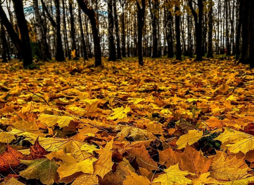 На Бору обещают то "минус", то "плюс"
