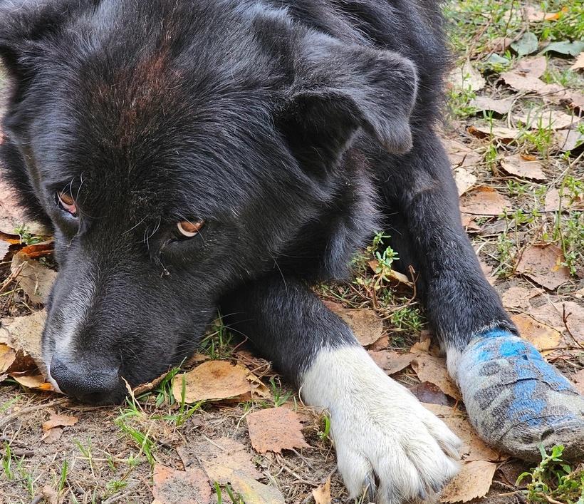 На Бору планируется открыть приют для бездомных животных