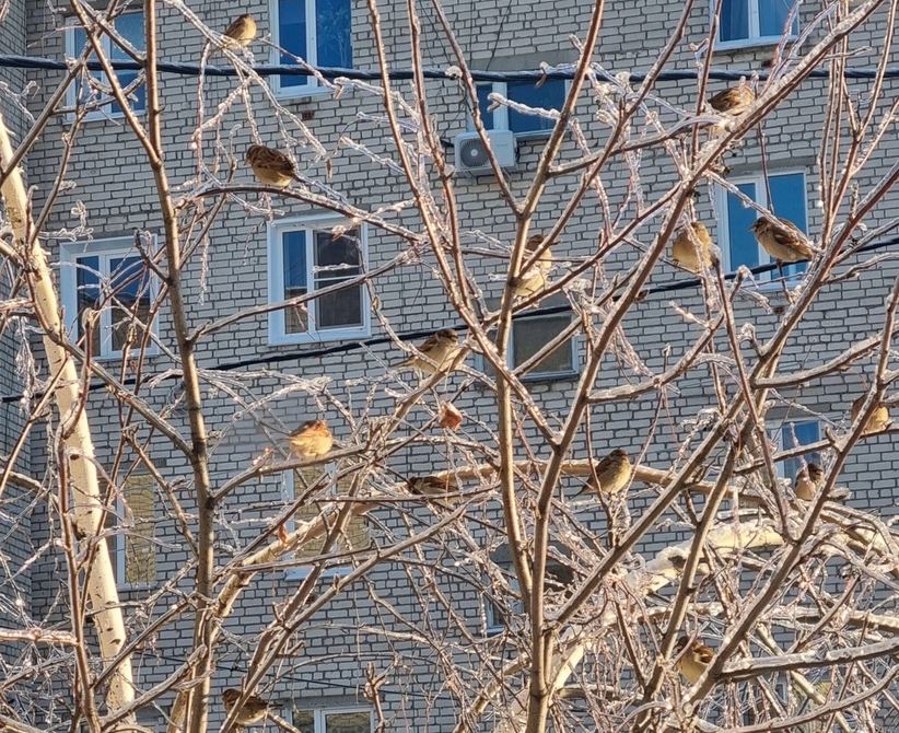 Ждать ли снега на Бору?