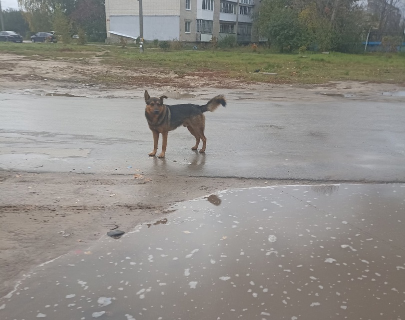 На борчанку во 2 микрорайоне напала собака