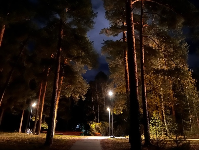 Неизвестный в Борском районе вырубил 11 сосен