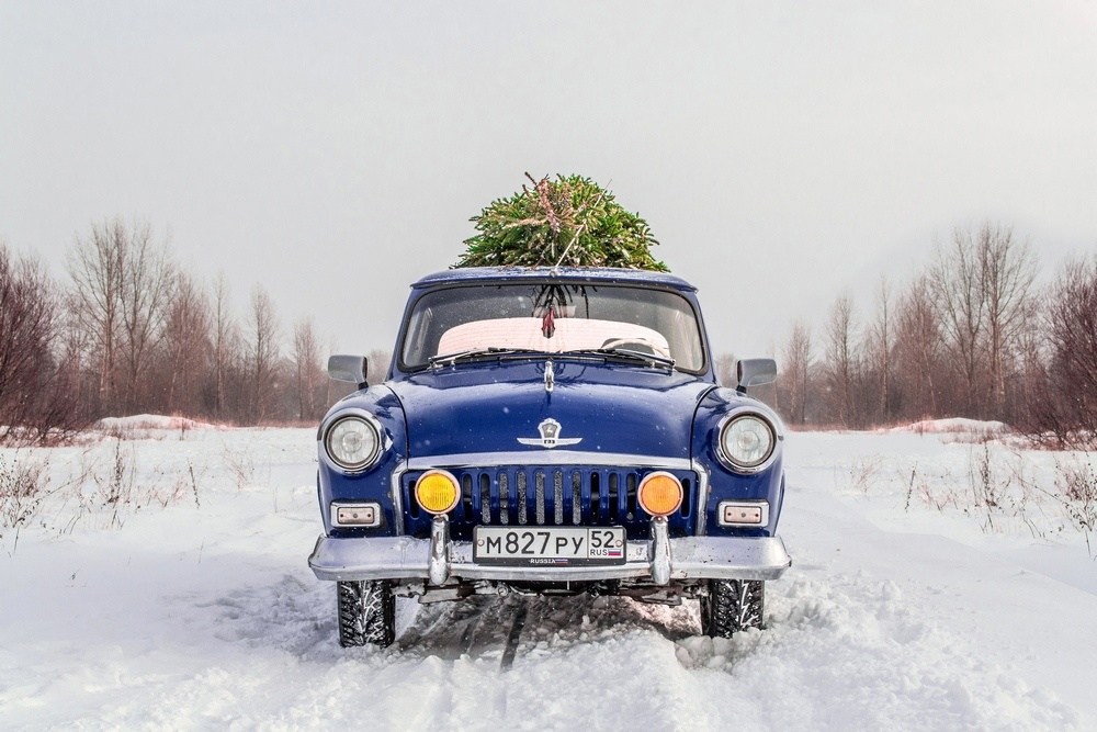 Как легально и дешево купить елку на Бору?