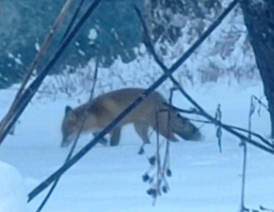 В Большое Пикино заглянула лисичка-сестричка