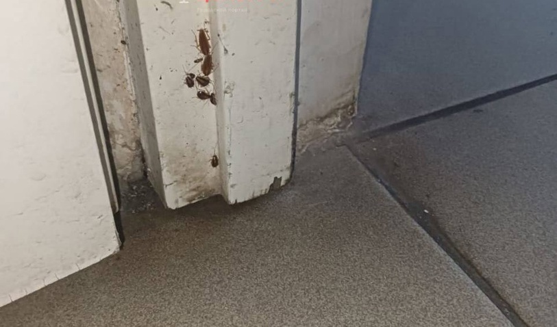 Тараканы в борской школе