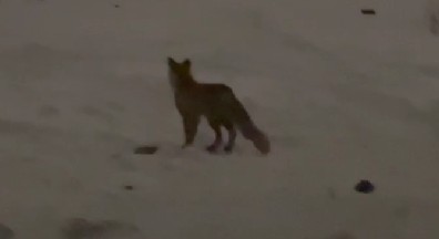 Борчане заметили необычное на пароме