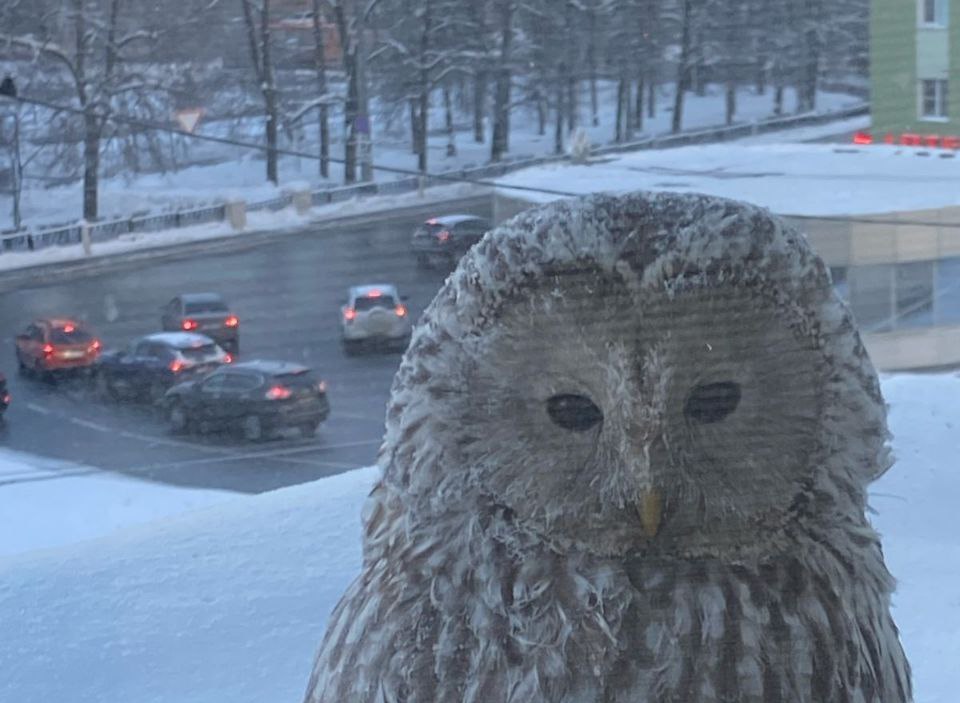 Борчанку удивила сова