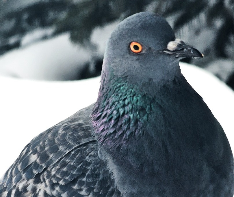 Борчан предостерегли от стресса