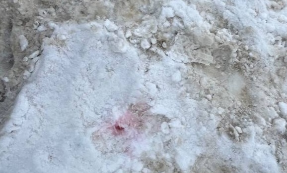 Напоминание владельцам собак