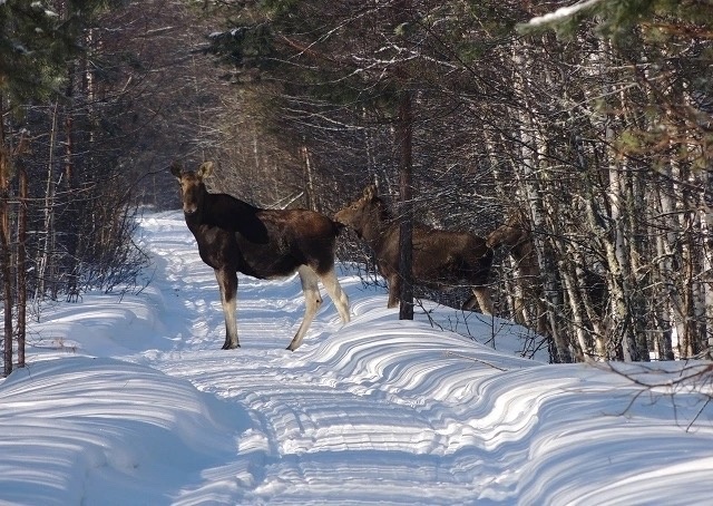 На Бору и в области запрещена охота