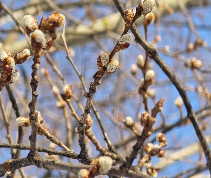 Борская весна оказалась очень пунктуальна