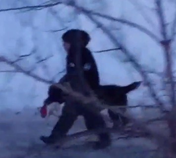 Репортаж про алабая и его хозяйку из Большого Пикино